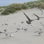 Vakantienestje * Bredene